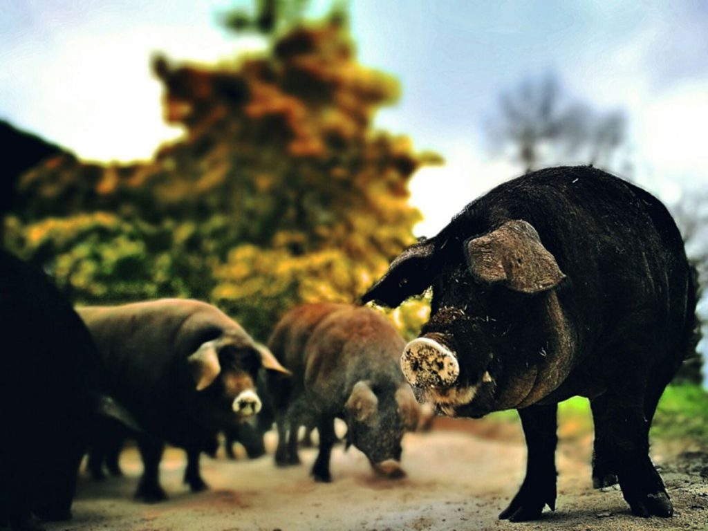 Suino Nero di Calabria Fiego